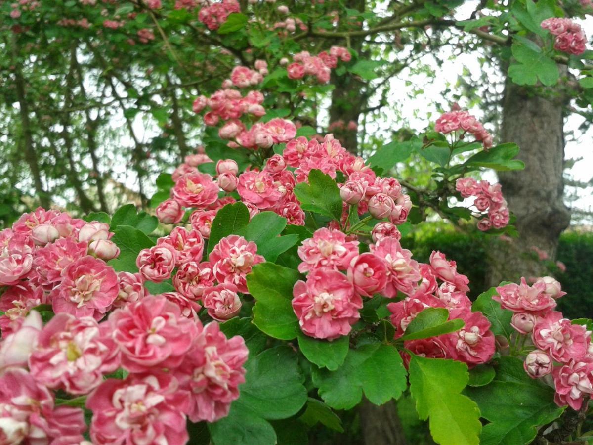 ראנג-דו-פלייר Chambre D'Hotes Les Hortensias מראה חיצוני תמונה